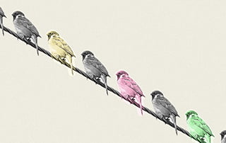 Line up of birds