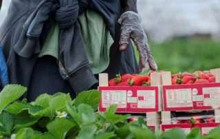 Closeup of a strawberry picker